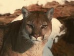 puma stare