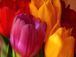 Life Tulips