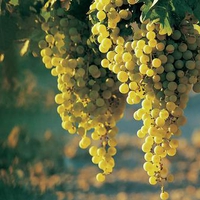 Chardoney grapes