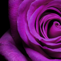 Purple Rose