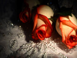 Beautiful Roses