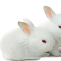 Cute Rabbits [HD1080p]