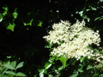 Elderflower