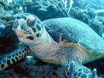 Sea Turtle