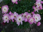 Garden peonies