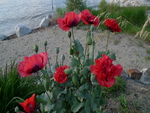 Red Poppies