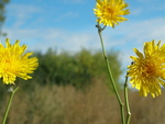 Dandelions in a field