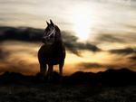 Sunset and black horse