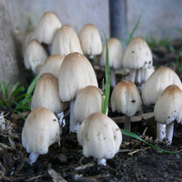 Little Mushroom colony