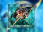 Sea Turtle