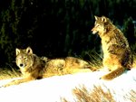 Wolves