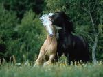 White and Black horses in love