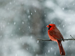 Cardinal in Snow