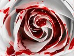 bloody rose