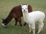 Alpaca