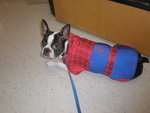 NIBBLER AS SPIDERMAN