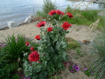 Beach flowers