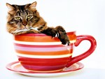 Cat in a cup