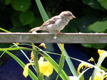 Baby Sparrow in our garden.