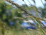 A speeding train behind a flied of grass.