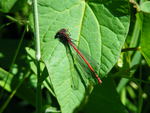 Large red damselfly