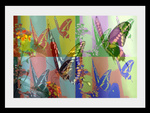 Butterfly PopArt