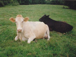 Two Cows