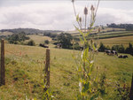 Cattle with Teasel