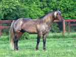 Kentucky mountain horse