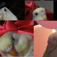 my parakeet mingming