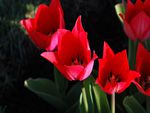 Red Tulips