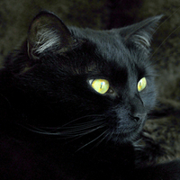 Black Cat Wallpaper [HD1080p]