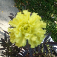yellow flower