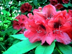 Beautiful Azalea