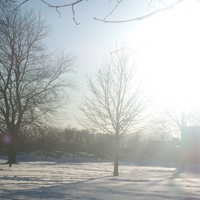 sunlight kissing the trees