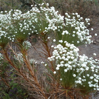 Cerrado Flowers