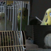 my parakeets mingming and honeybird