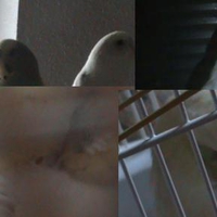 my parakeets mingming and honeybird