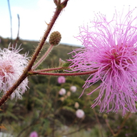Cerrado Flowers