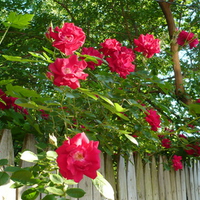 old fashioned red roses