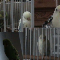 my pets mingming and honeybird