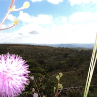 Cerrado Flowers