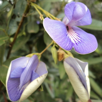 Cerrado Flowers