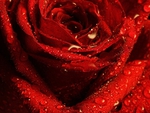 Red Rose