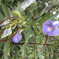 Cerrado Flowers