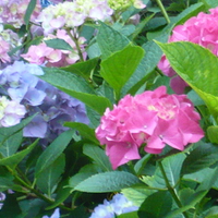 multi shades of hydrangeas