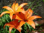 Orange Lillies
