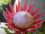 King Protea