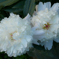 heavenly white peony flowers