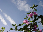 Flowers In The Sky